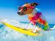 summer-fun