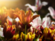 edible-flowers