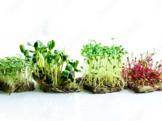 growing-sprouts